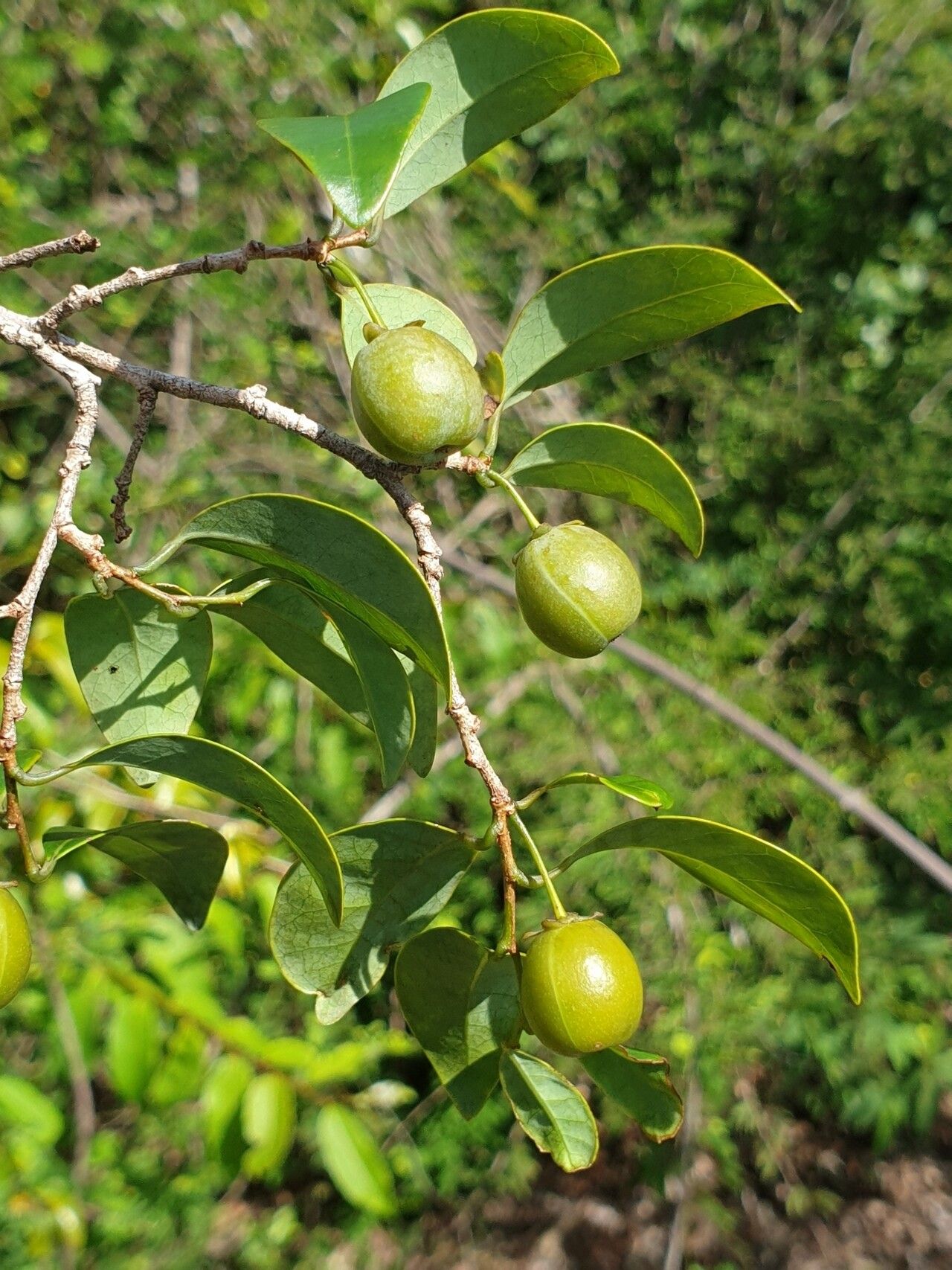 Margaritaria rhomboidalis fruit