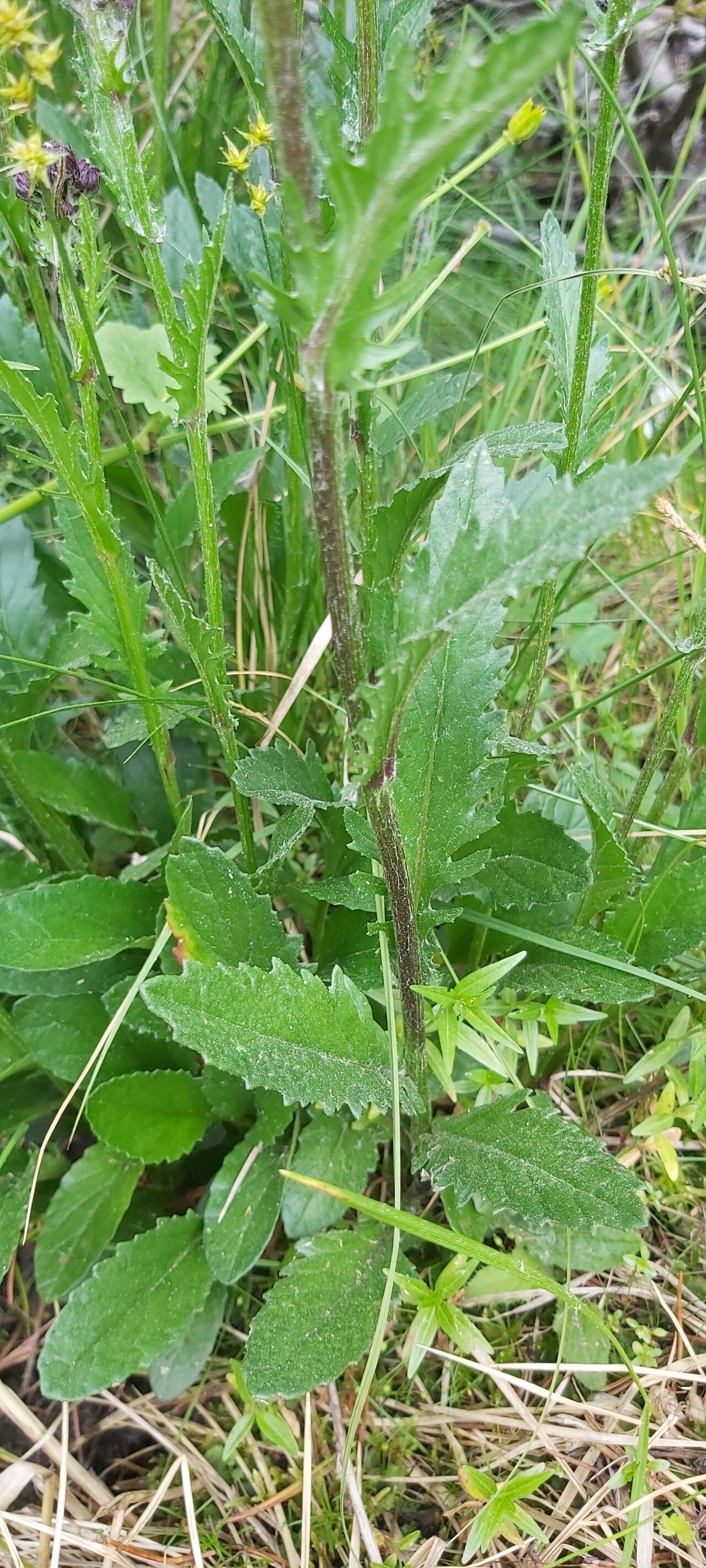 Jacobaea pancicii leaf
