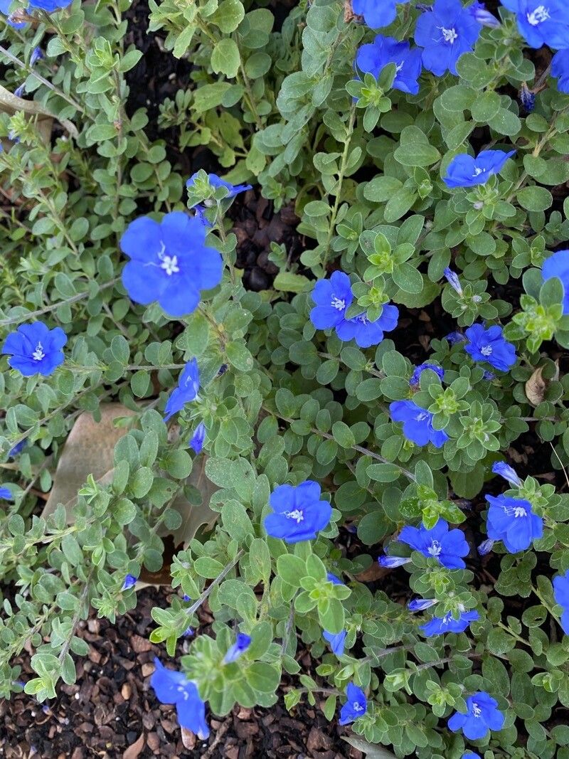 Evolvulus glomeratus flower