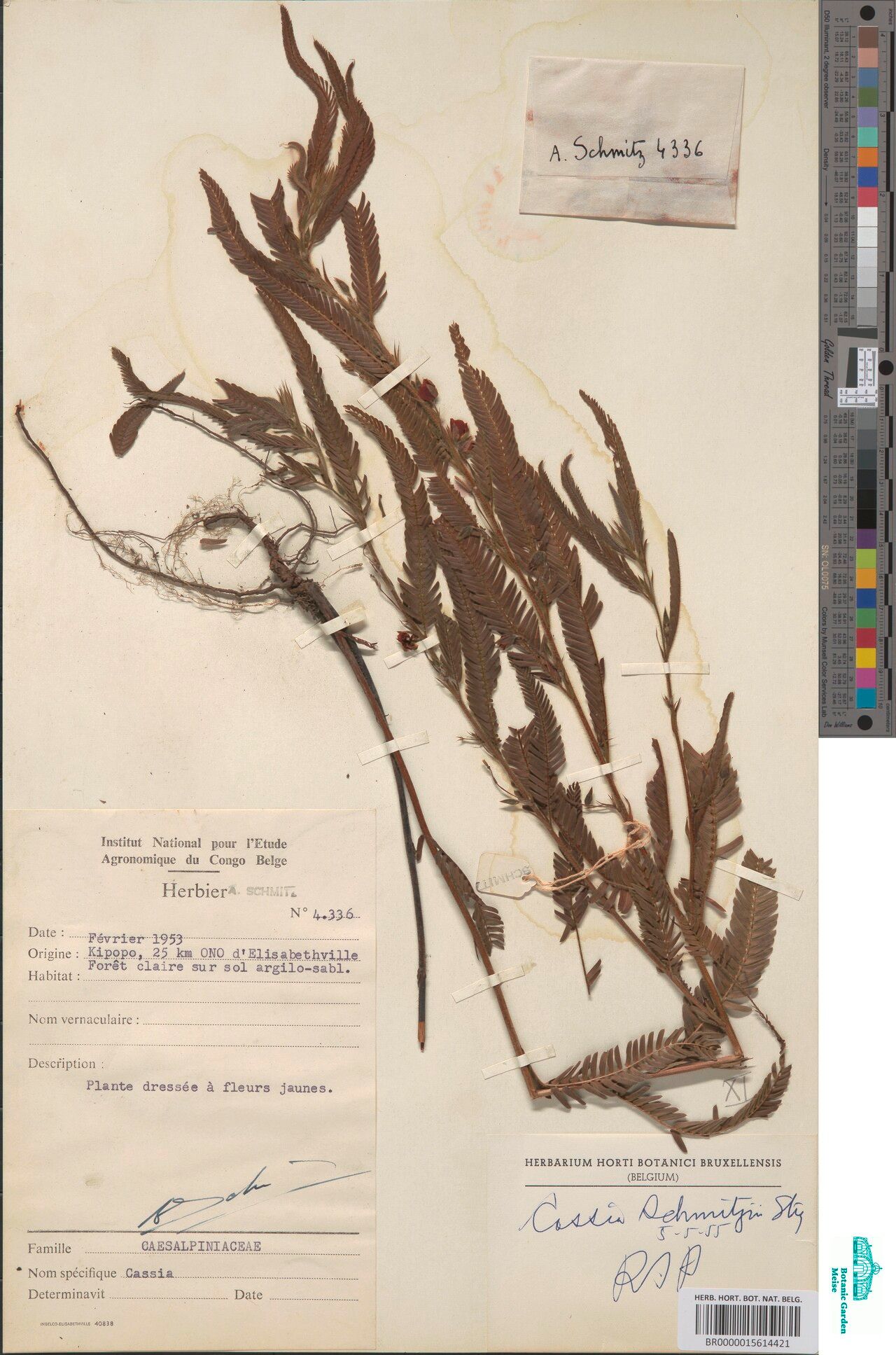 Chamaecrista schmitzii — houseplant care guide