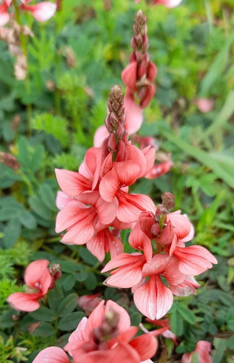 Indigofera campestris — houseplant care guide