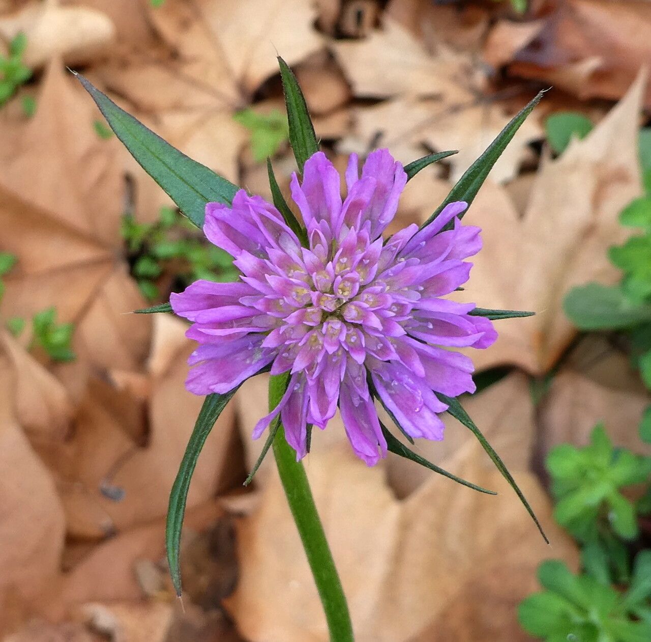 Knautia integrifolia flower