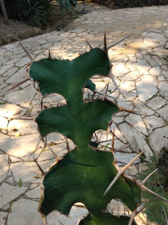 Euphorbia grandicornis leaf