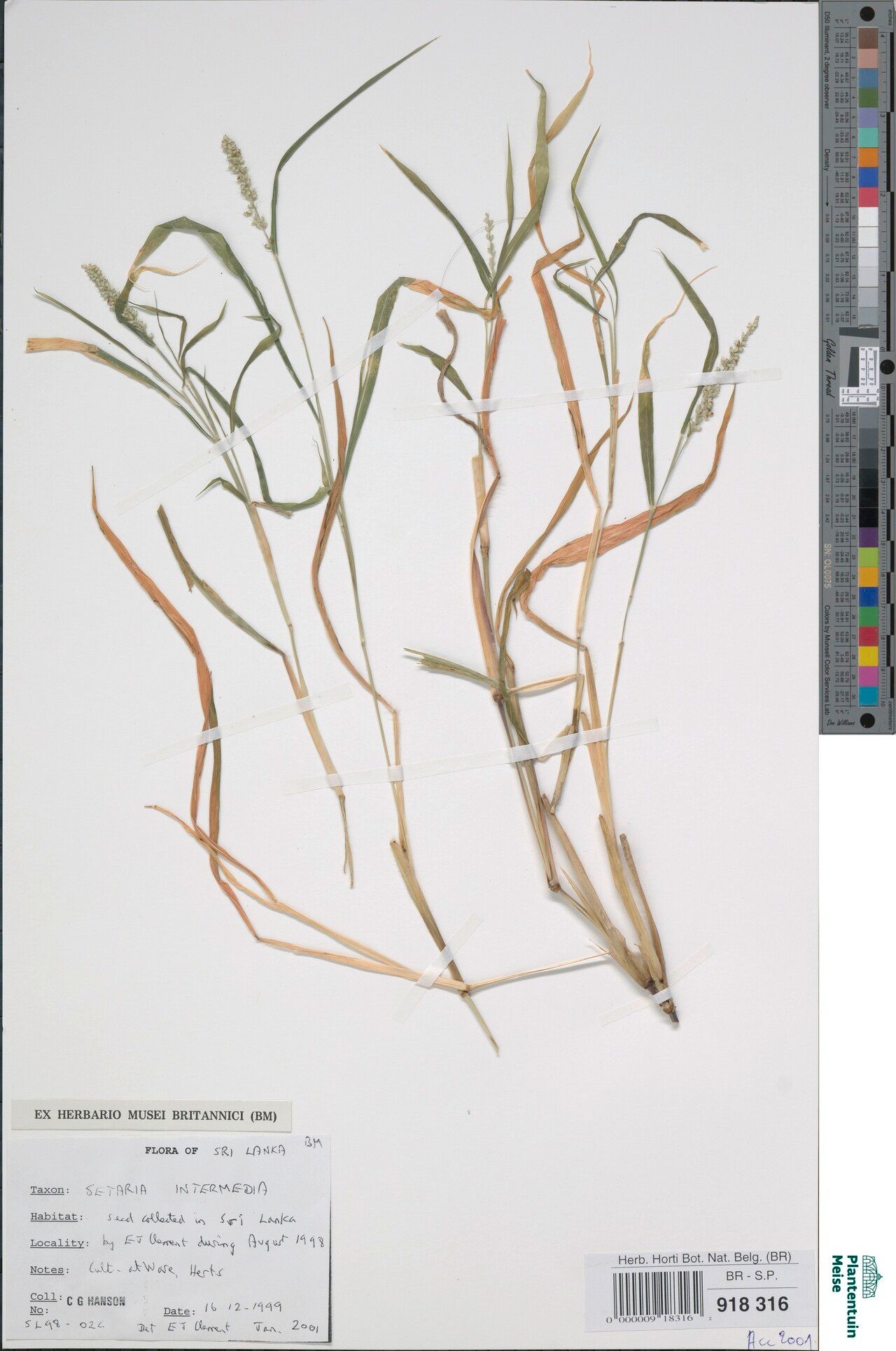 Setaria intermedia — search result for 'Setaria'