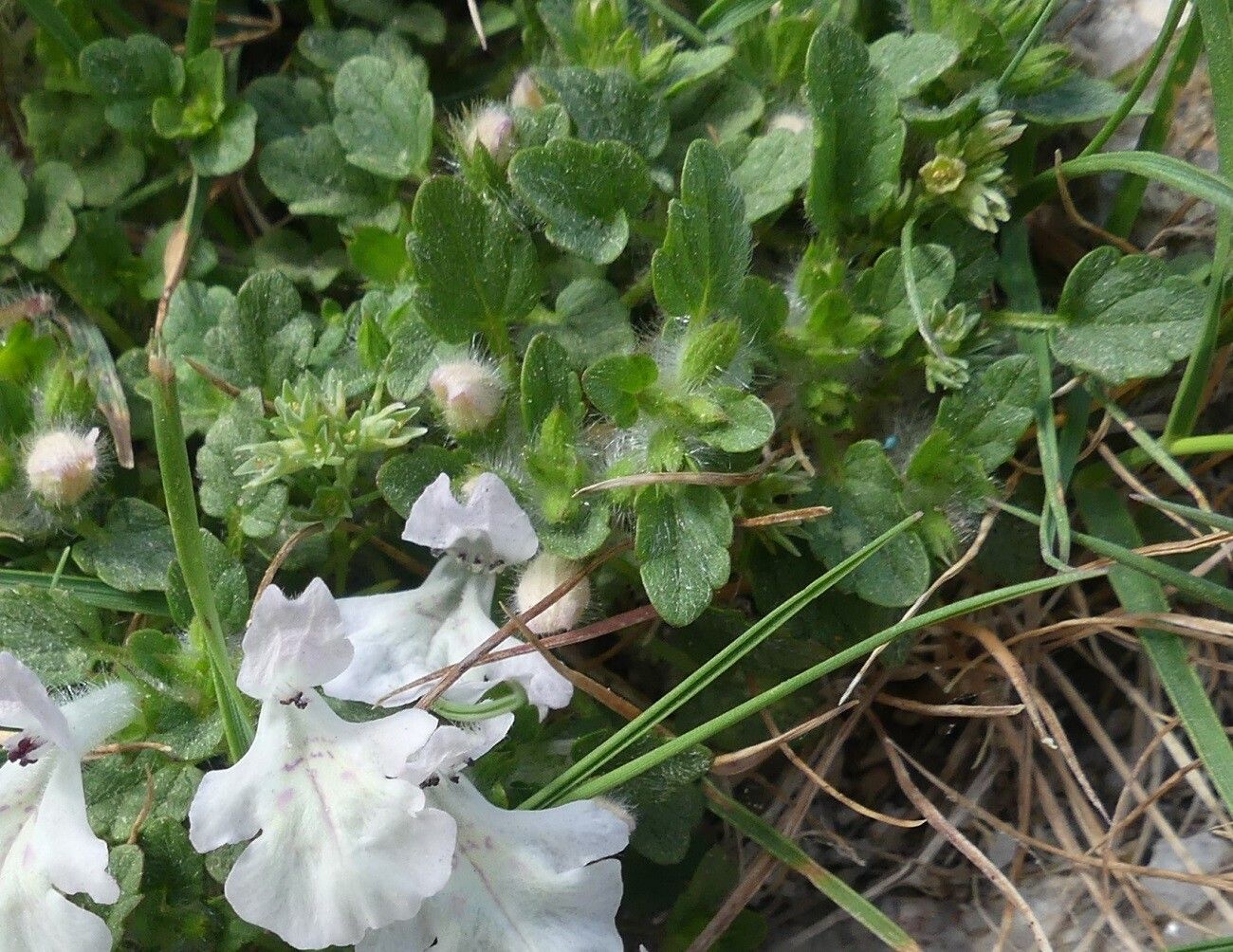 Stachys corsica — search result for 'Stachys'