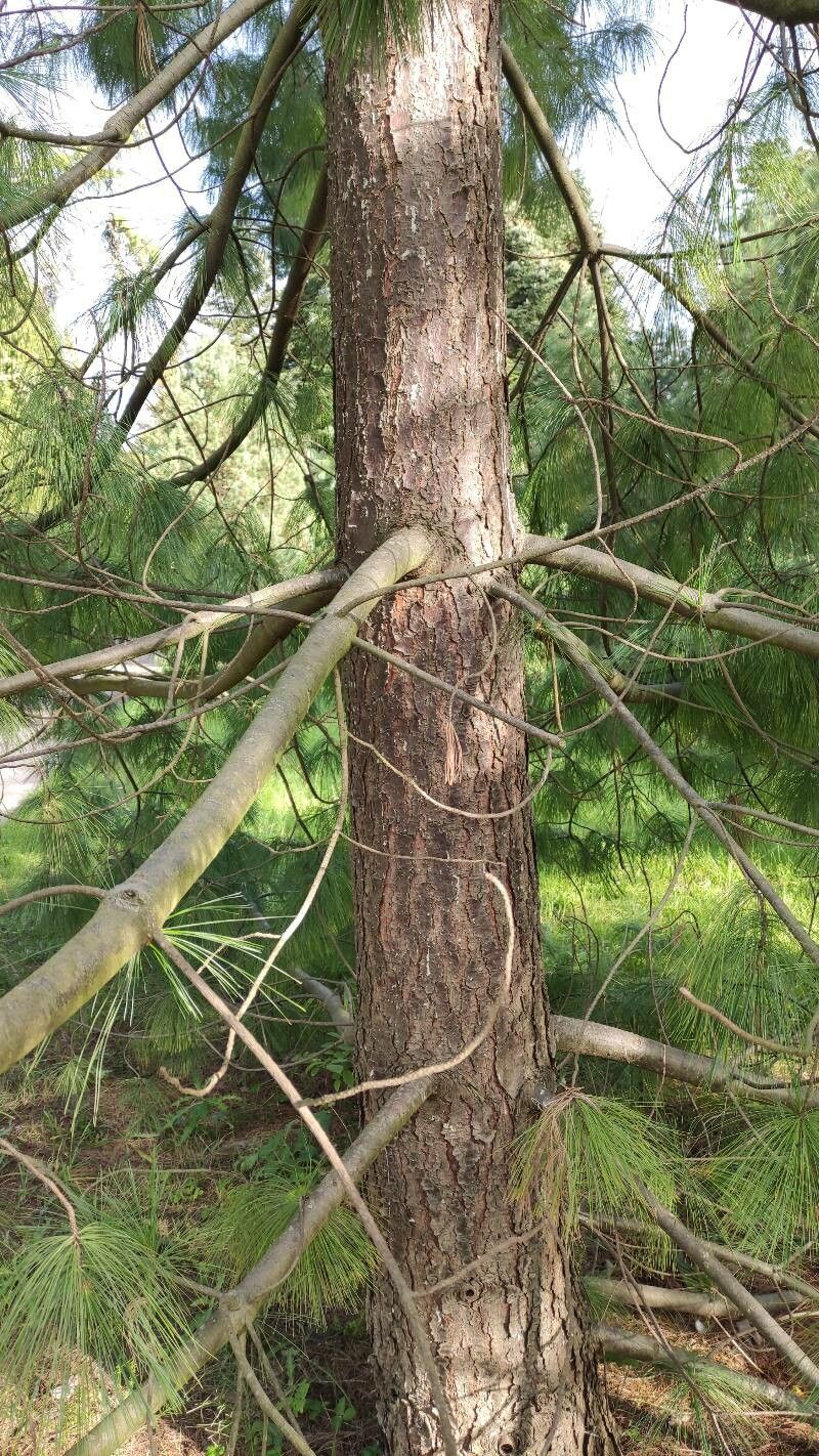 Pinus bhutanica bark