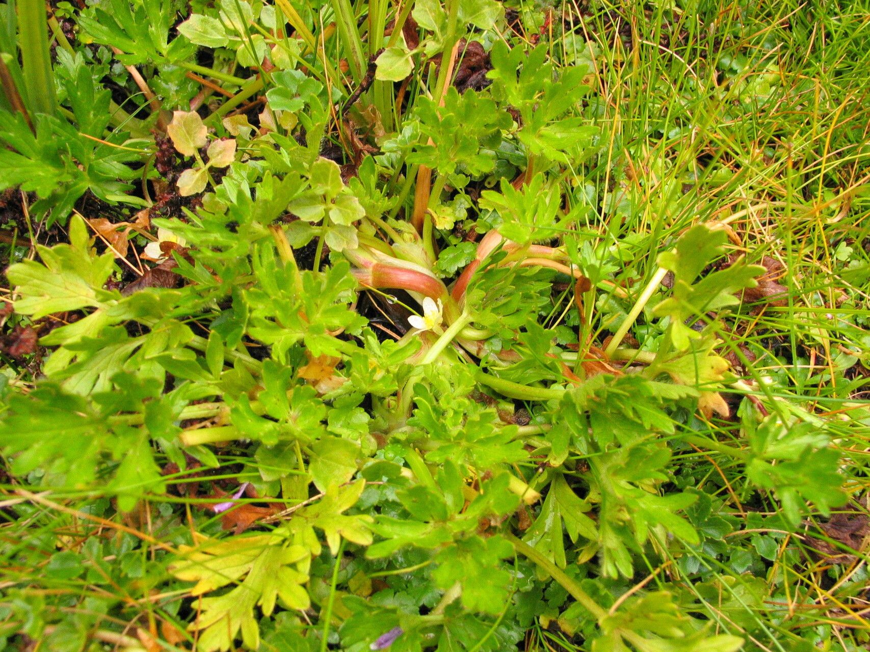 Ranunculus stagnalis — houseplant care guide