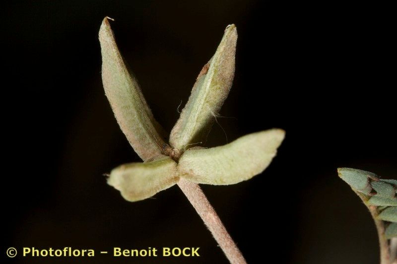 Astragalus oxyglottis — houseplant care guide