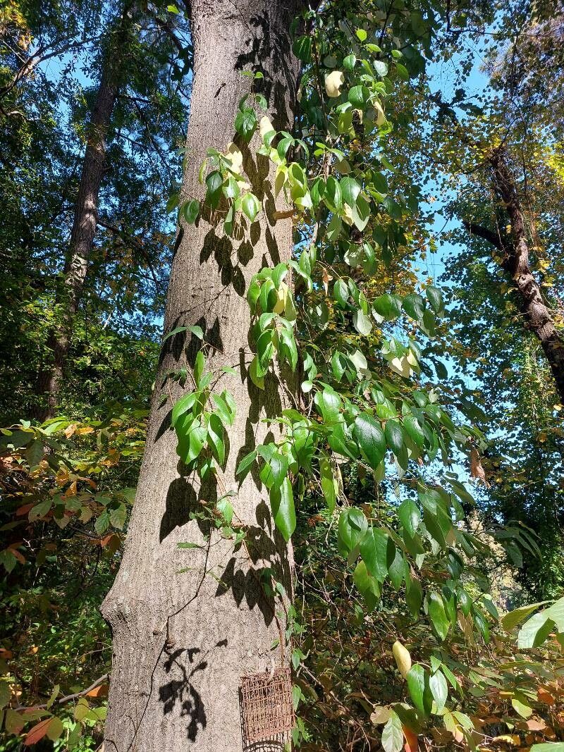 Decumaria barbara habit