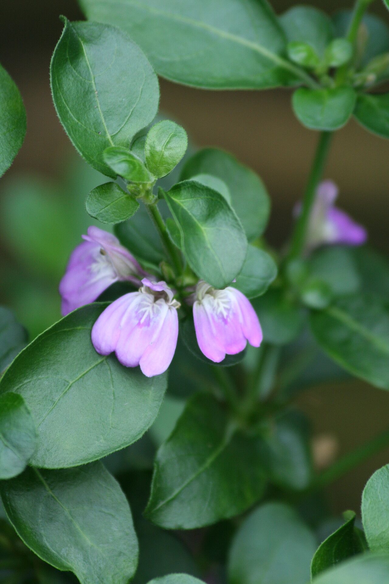 Justicia petiolaris — search result for 'Eswatini'