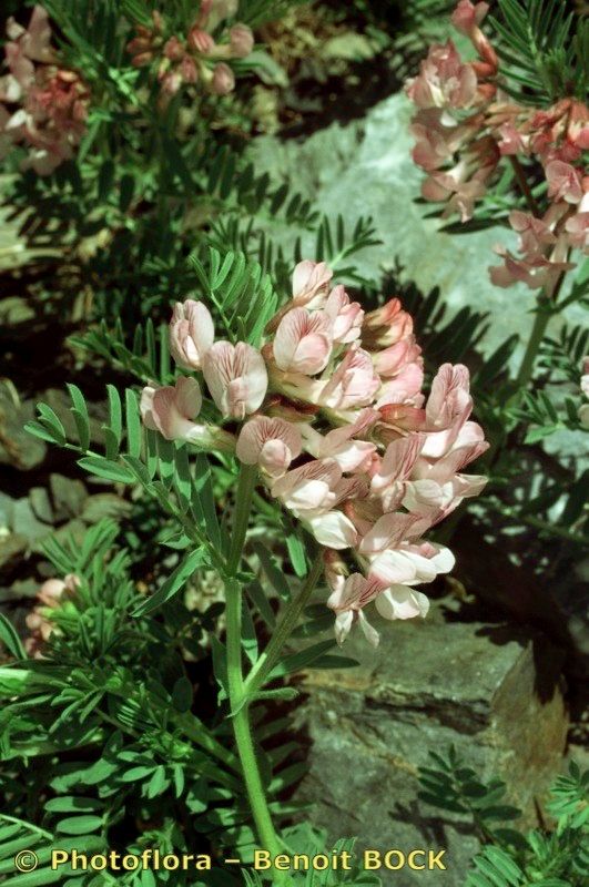 Vicia argentea other