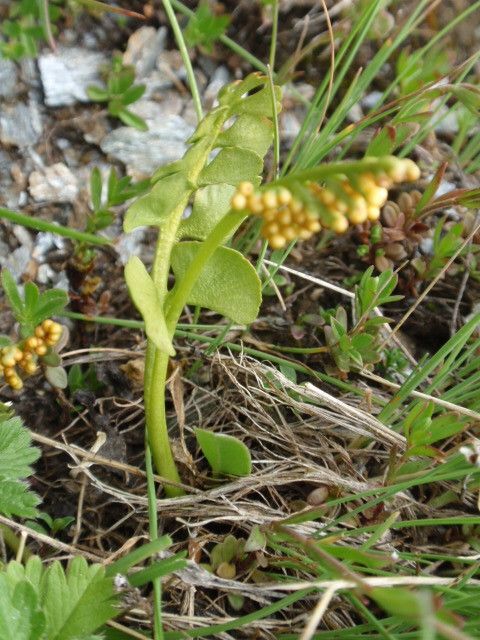 Botrychium lunaria flower