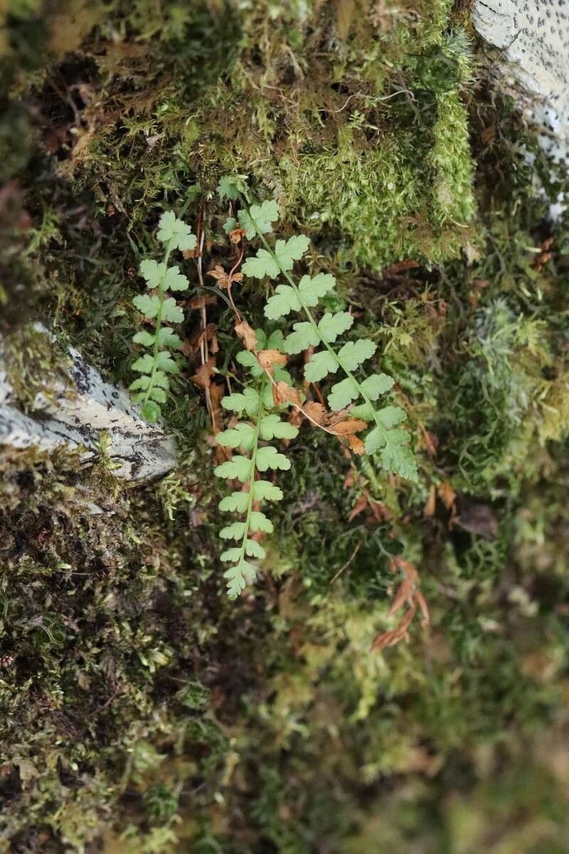 Woodsia macrochlaena — related species from the same genus