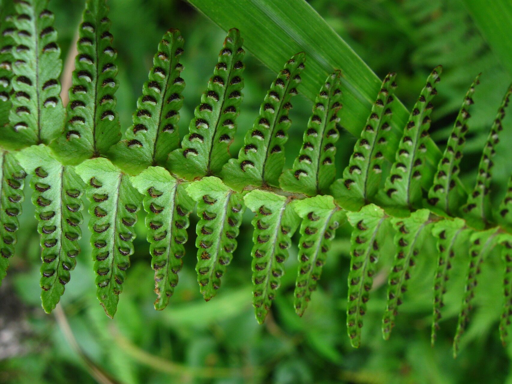 Nephrolepis undulata fruit