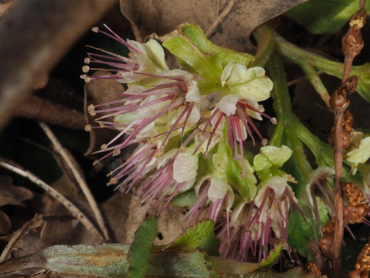 Chrysosplenium macrophyllum flower