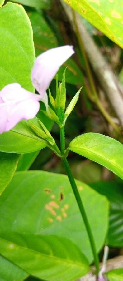 Peristrophe bivalvis other