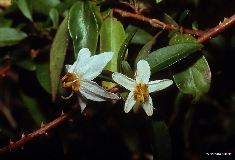 Solanum hugonis — houseplant care guide