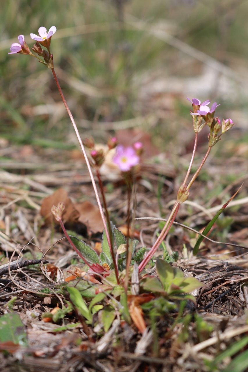 Androsace chaixii habit