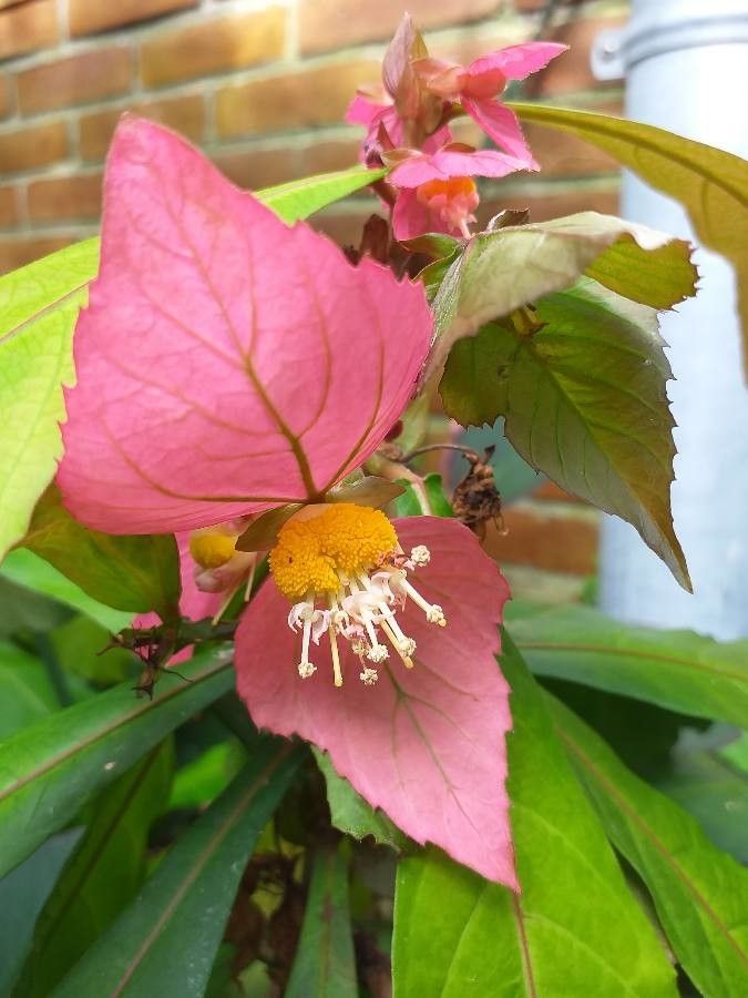 Dalechampia spathulata flower