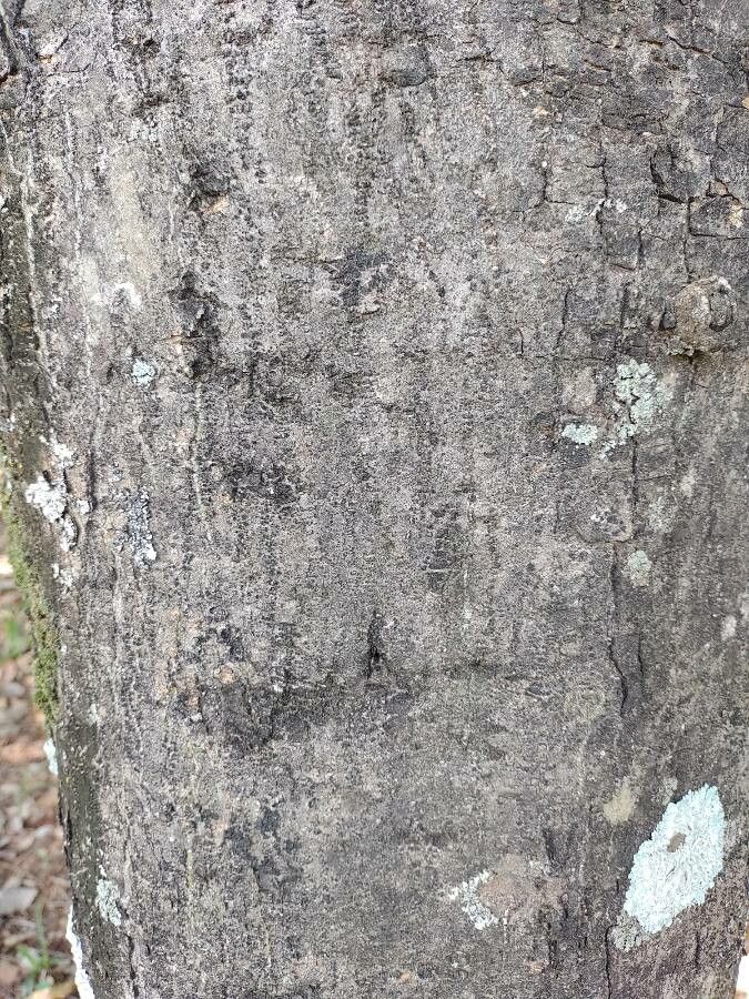 Centrolobium tomentosum bark