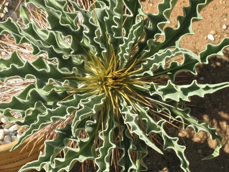 Pachypodium namaquanum bark