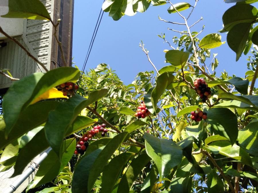 Antidesma bunius fruit