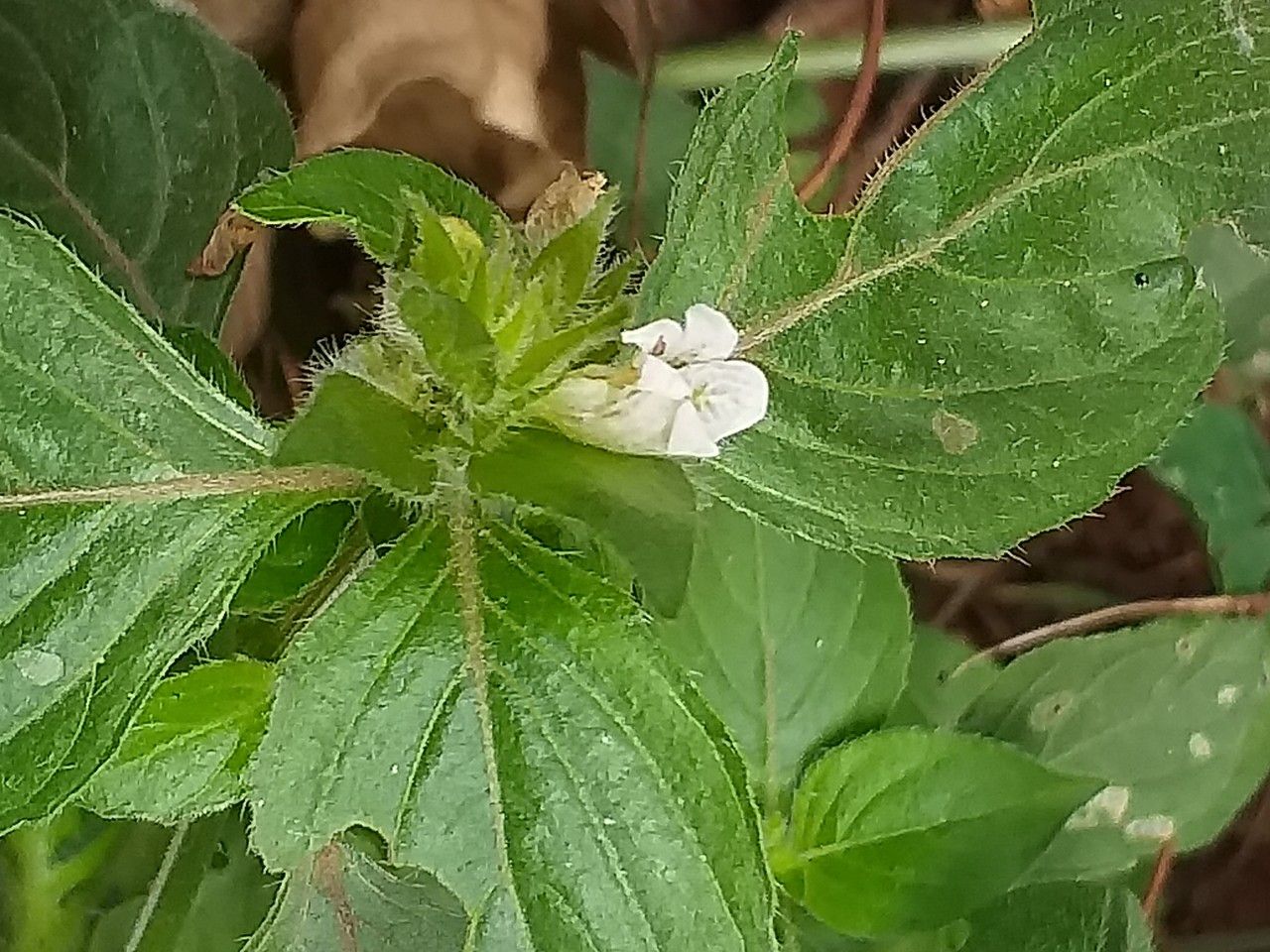 Asystasia mysorensis flower