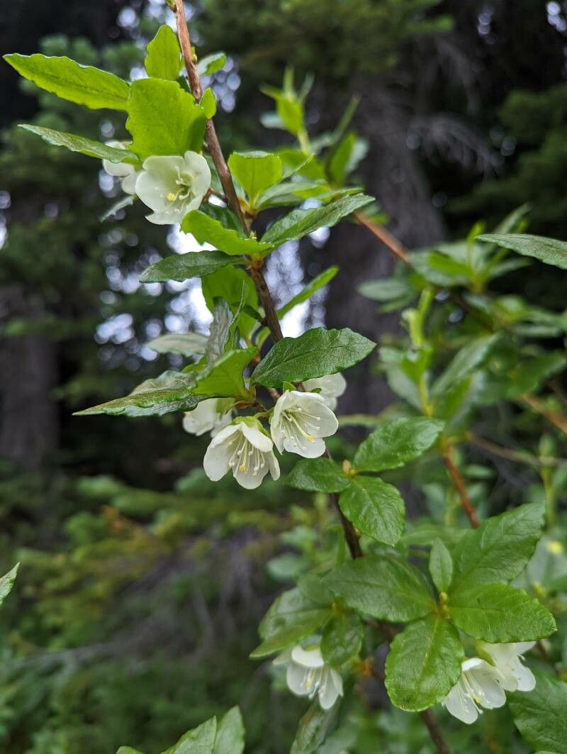 Rhododendron albiflorum flower
