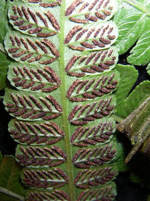 Diplazium striatum — houseplant care guide