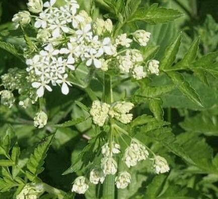 Anthriscus nitida flower