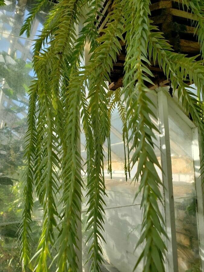 Huperzia goebelii — search result for 'Huperzia'