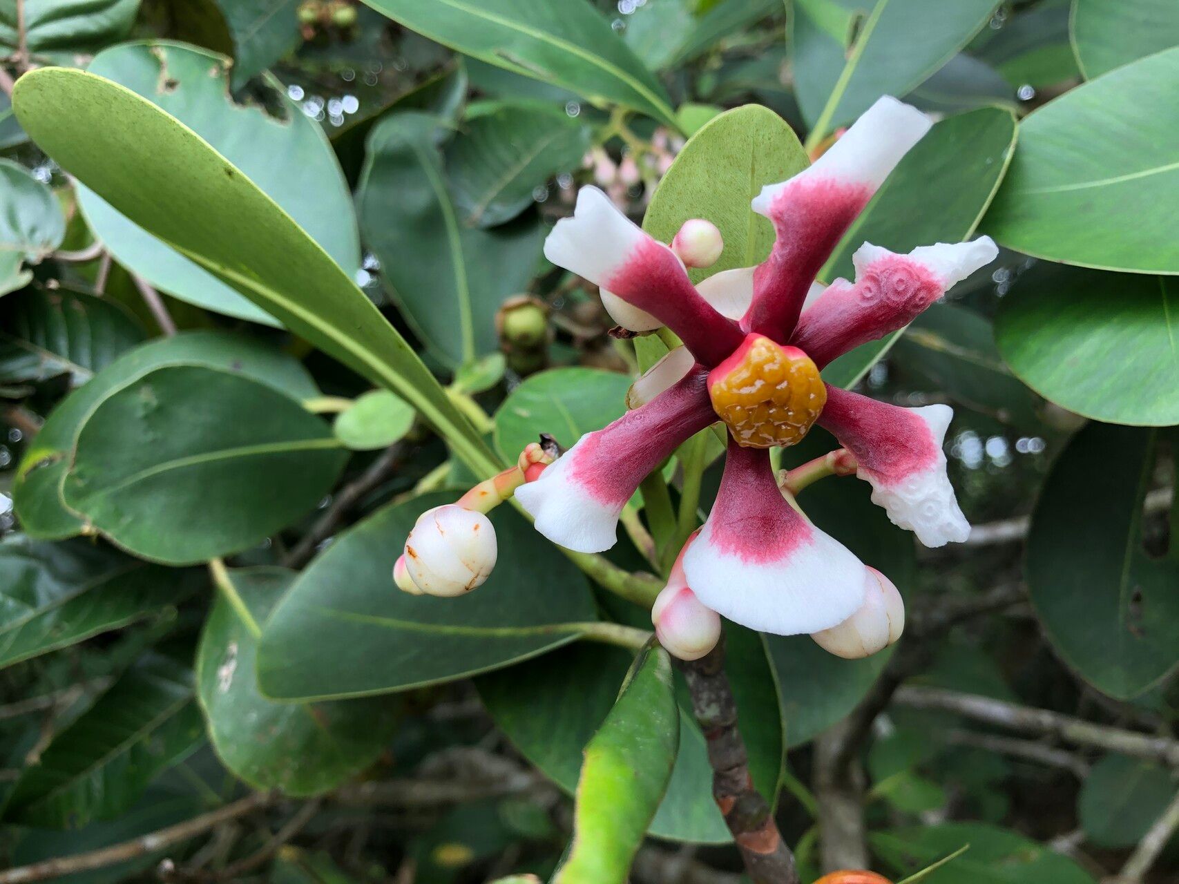 Clusia columnaris flower