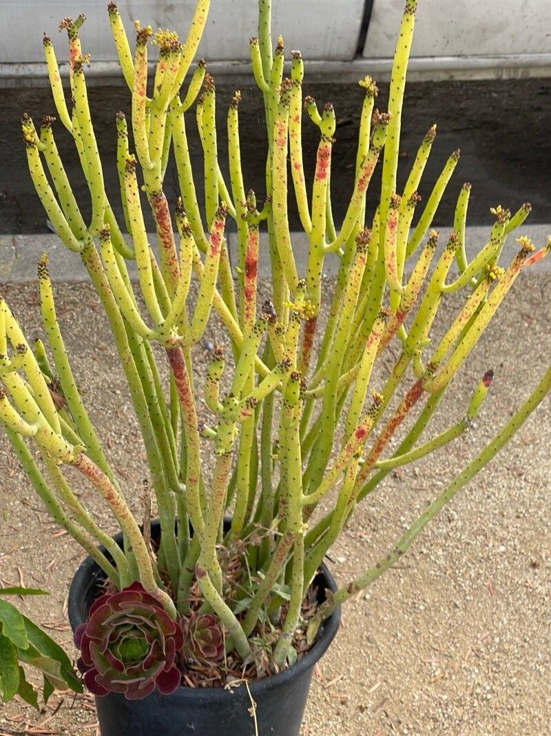 Euphorbia alluaudii leaf