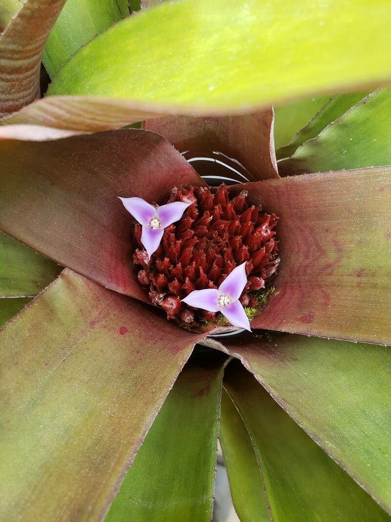 Neoregelia spectabilis flower
