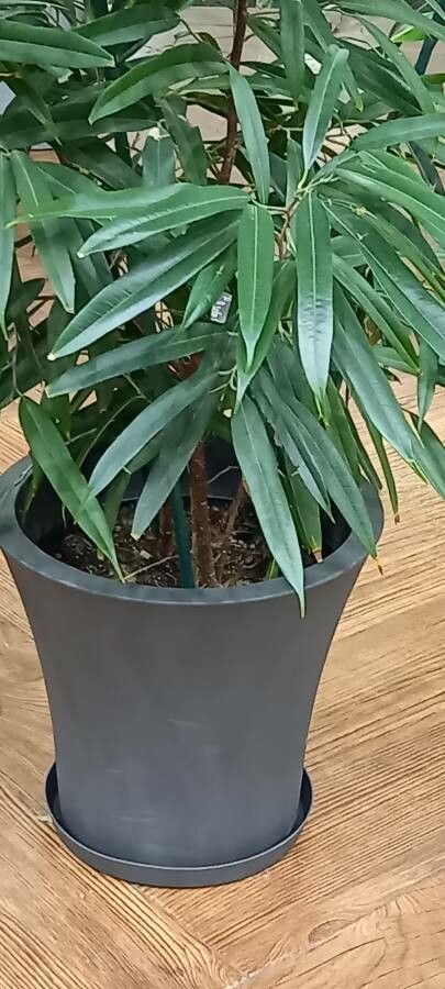 Ficus longifolia — search result for 'Ficus'