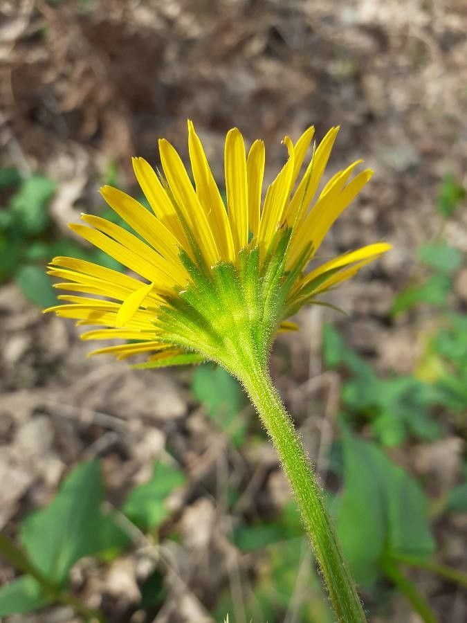 Doronicum plantagineum flower