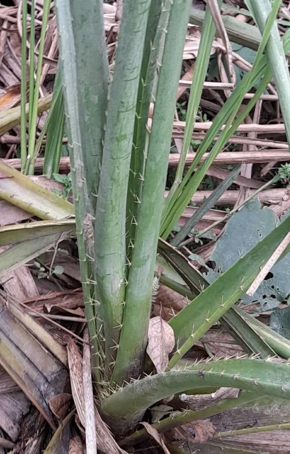 Eryngium mesopotamicum — search result for 'Eryngium'