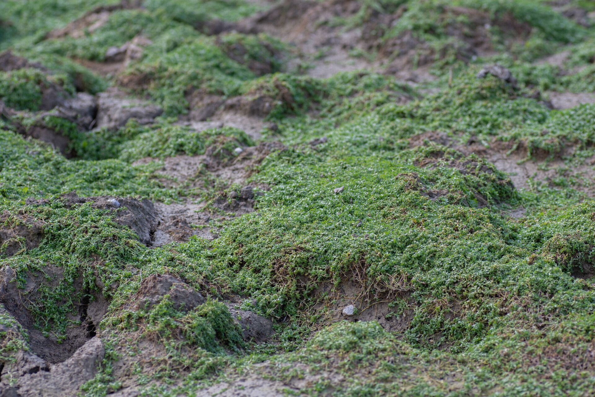 Callitriche cophocarpa habit