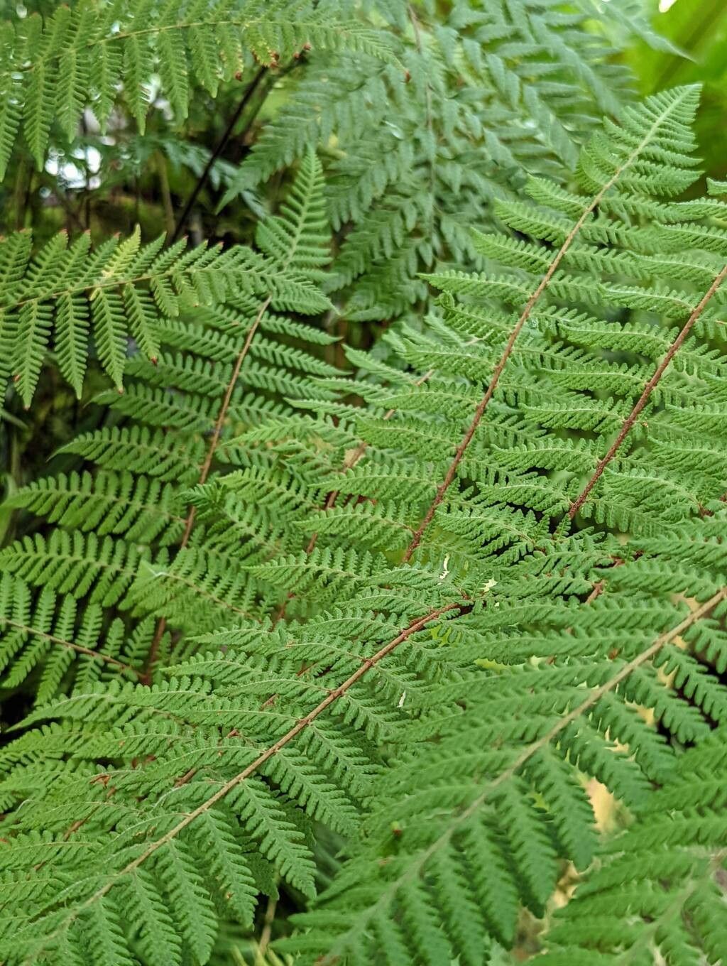 Pleocnemia cumingiana leaf