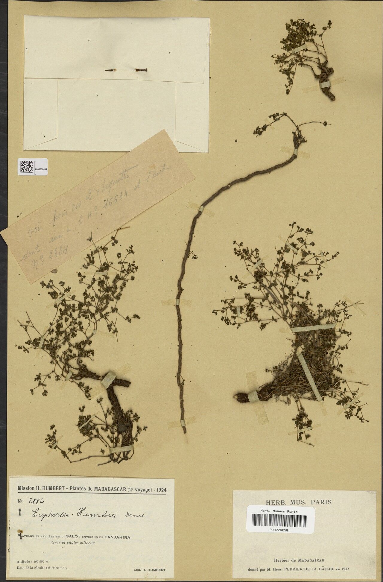 Euphorbia humbertii — houseplant care guide