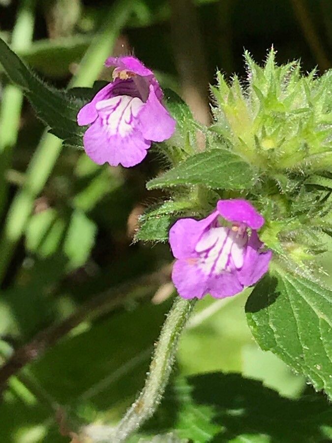 Galeopsis pyrenaica flower