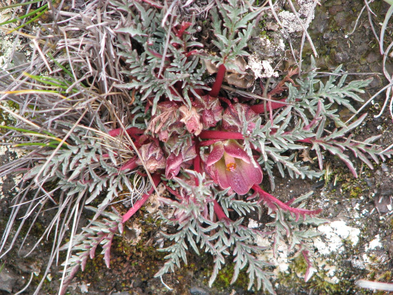 Nototriche purpurascens — houseplant care guide