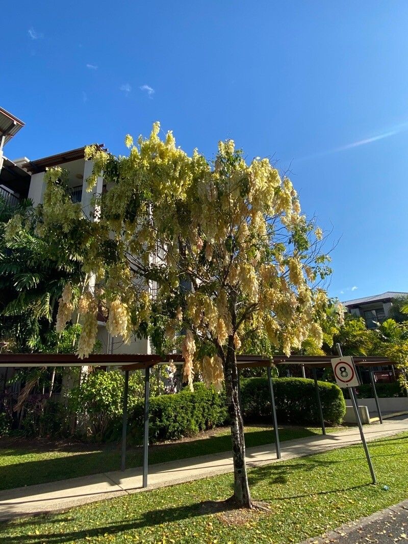 Cynometra lenticellata habit