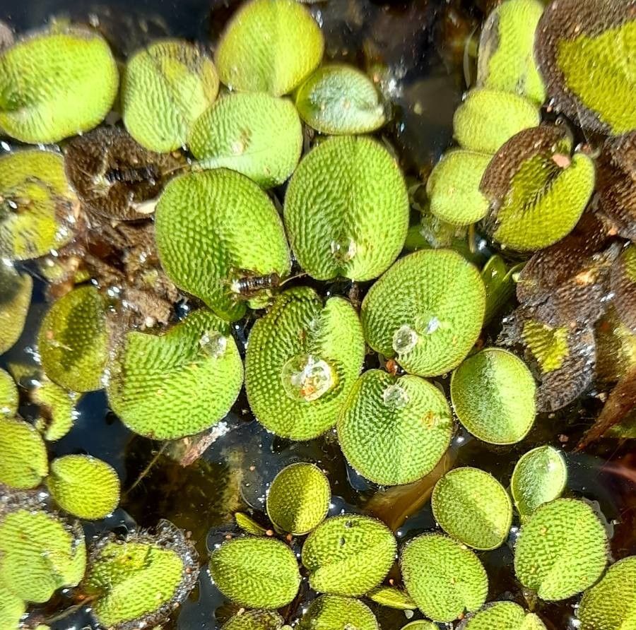 Salvinia minima — houseplant care guide