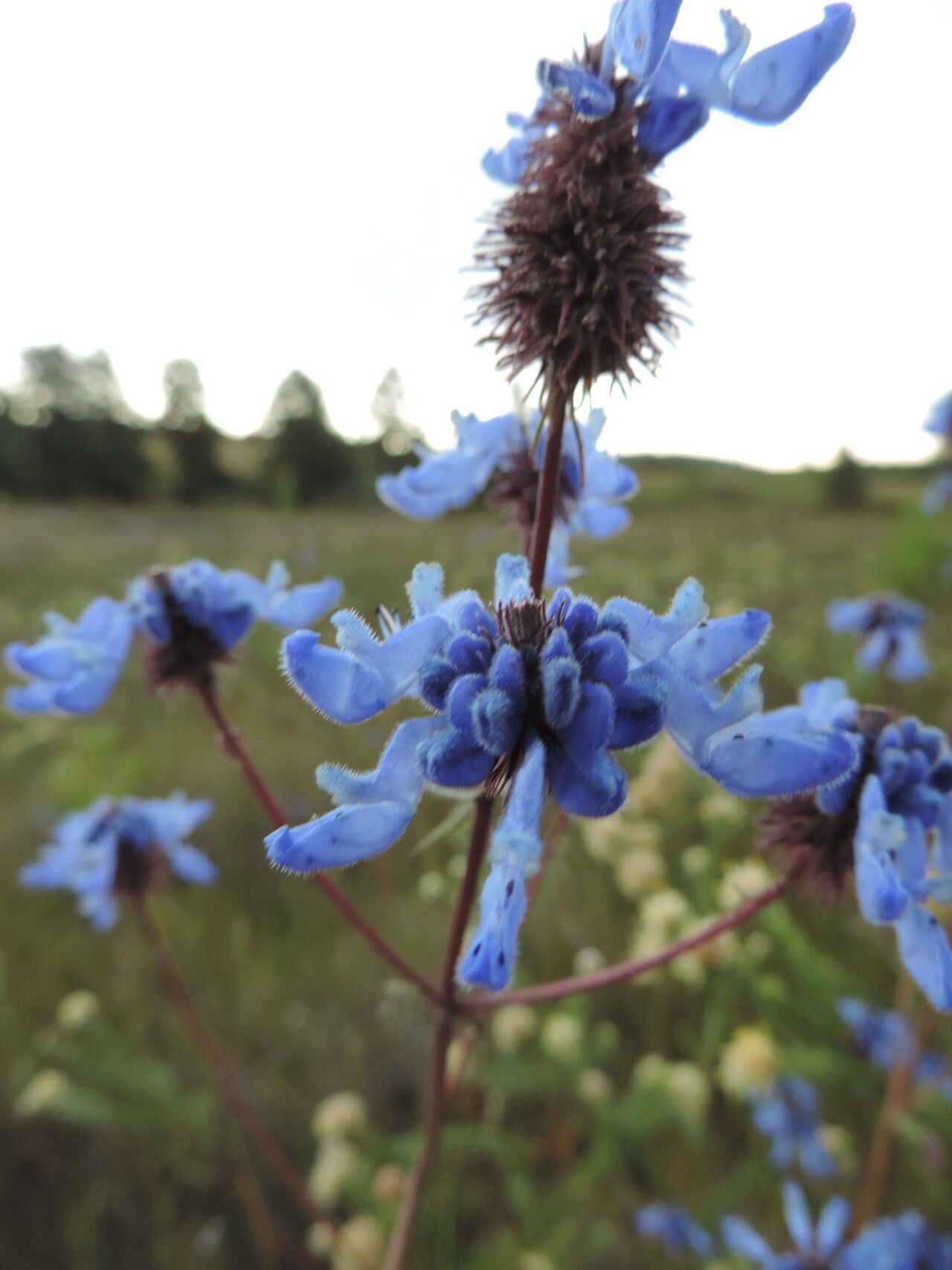 Coleus stuhlmannii flower