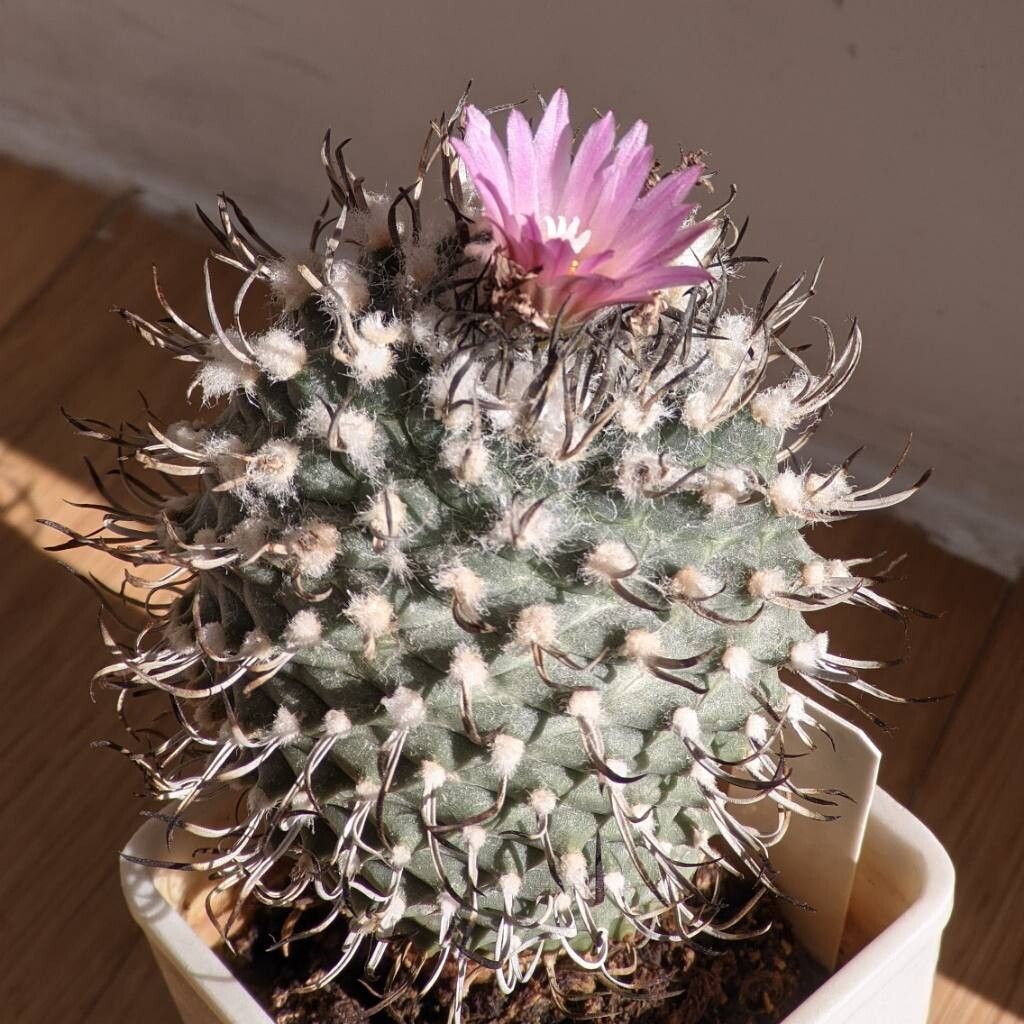 Turbinicarpus × roseiflorus — houseplant care guide