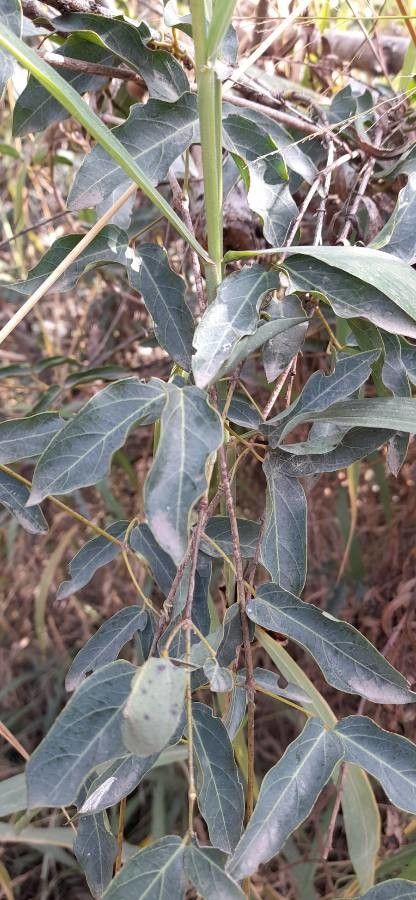 Dolichandra cynanchoides leaf