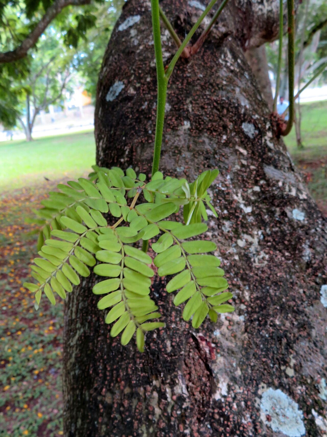 Biancaea sappan — houseplant care guide