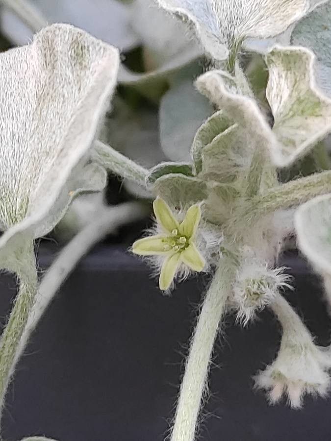 Dichondra argentea flower