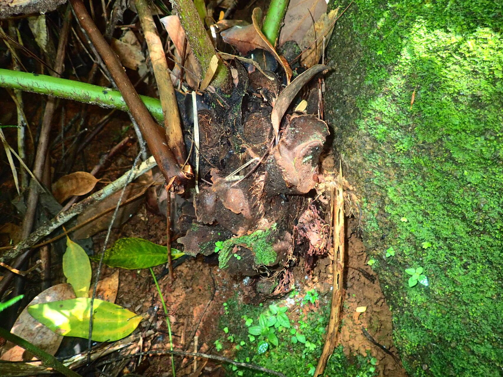 Angiopteris madagascariensis bark